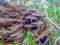 Photograph of shiitake mushroom having medicinal properties