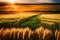 A Photograph showcasing the radiant allure of a rainbow arching over a majestic wheat field