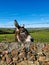 Photograph from the side of a donkey head behind a stone wall in the country