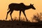 A photograph of a silhouetted female kudu against an orange sky