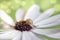 Photograph of a snail baby on top of a flower