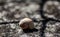 photograph of a snail snail shell. natural background.