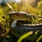 A photograph of a snake slithering through the grass or an iguana basking on a rock.