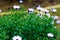 Photograph of some daisies in the home garden.