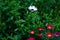 Photograph of some daisies in the home garden.