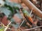 Photograph of a specimen of  Amazilia hummingbird