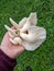 Photograph of Summer Oyster Mushrooms Held in Hand