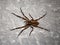 photograph taken on a barn roof of a Hispanic Lycosa spider: Spanish tarantula
