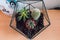 Photograph of terrarium with cactus and succulents.