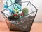 Photograph of terrarium with cactus and succulents.