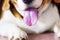 Photograph a tongue Beagle close-up.