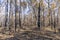 Photograph of trees burnt by bushfire in the Blue Mountains in Australia