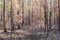 Photograph of trees burnt by bushfire in the Blue Mountains in Australia