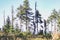 This is a photograph of trees destroyed by bark beetle.