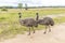 Photograph of a two Emus on a dirt track in regional Australia