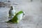 Photograph of two parakeets eating on the banks of a pond.