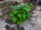 Photograph of urban garden using polybag and recycled plastic gallon