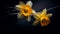 A Photograph of vibrant daffodils, bathed in moody shadows against a rich, velvety backdrop. Rich hues meet delicate blooms in