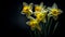 A Photograph Vibrant daffodils bloom defiantly against a backdrop of velvety darkness, evoking a radiant hope amidst the absence