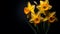 A Photograph Vibrant daffodils bloom defiantly against a backdrop of velvety darkness, evoking a radiant hope amidst the absence