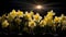 A Photograph Vibrant daffodils bloom defiantly against a backdrop of velvety darkness, evoking a radiant hope amidst the absence