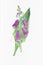 Photograph of a vintage botanical foxglove plant illustration