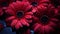 A Photograph Vivid secrets unfold as Gerbera petals caress the endless night, unveiling whispers of passion in the depths of