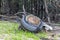 Photograph of a washed up and damaged large tyre due to flooding in the Hawkesbury river in Australia