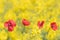 Photograph with yellow blurred background and four poppies emulating the flag of Catalonia, especially for St. George`s Day, the