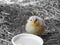 Photograph of a Yellow Chick with Black and White Background