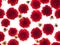 Photographed red Dahlias flowers on white background. Seamless image to be repeated endlessly.