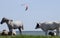 Photographed in the summer of 2018 on the lake Chebakul. Paragliders fly over the lake, a herd of horses, sheep and cows graze on