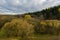 Photographed trees and nature in the fall of the year. autumn forest and blue sky