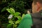 Photographer with camera, blue morpho butterfly in the tropic forest, Costa Rica. Butterfly Blue Morpho, Morpho peleides, sitting