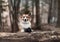 Photographer corgi dog stands in the park with a camera in the spring park