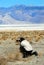 Photographer at Death Valley