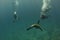 Photographer Diver approaching sea lion family underwater