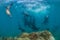 Photographer Diver approaching sea lion family underwater