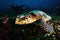 Photographer diver scuba take a photo of Green Turtle.