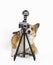 Photographer dog corgi standing on a white background in the studio and looking into a retro camera on a tripod