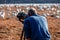 Photographer Focuses on the migrating snow geese