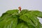 photographer on a giant basil plant , mammoth basil, neapolitan basil,