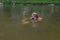 photographer holding camera swimming quietly by river with just head above water trying to catch some interesting shots