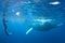 Photographer and Humpback Whales in Blue Water