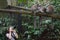 Photographer making photo of Ring-tailed lemurs