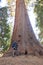 A photographer near a tree. Giant Sequoia trees in Sequoia National Park.