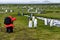 Photographer in red coat with black backpack kneeling and taking pictures of King penguins on Salisbury Plain, South Georgia