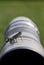 Photographer\'s Assistant: Grasshopper Helps During Photoshoot