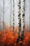 The photographer\\\'s enchanted dreams in the foggy forest of birch