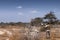 Photographer in the savannah